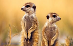 Meerkats, Botswana