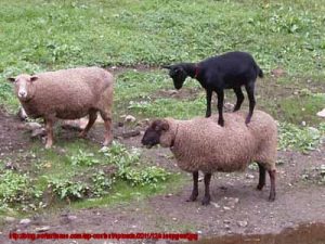 sheepgoat