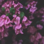 Orthodox Quotes